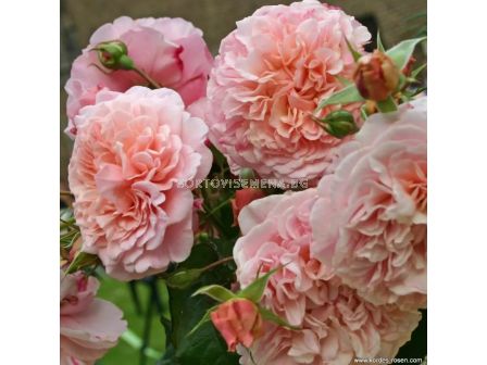 Роза Rose de Tolbiac (катереща) - серия Klettermaxe - Kordes - 1 брой - 6