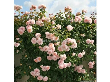 Роза Rose de Tolbiac (катереща) - серия Klettermaxe - Kordes - 1 брой - 2