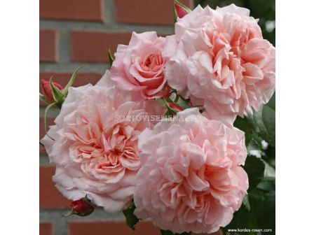 Роза Rose de Tolbiac (катереща) - серия Klettermaxe - Kordes - 1 брой - 4