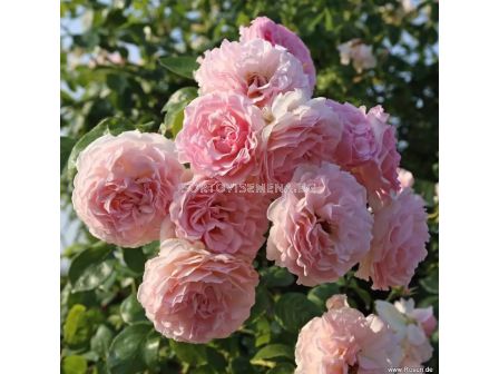 Роза Rose de Tolbiac (катереща) - серия Klettermaxe - Kordes - 1 брой - 5