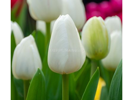 Лале/ Tulipa Royal Virgin - 1 бр.