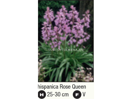 Лъжезюмбюл/ Hyacinthoides hispanica 'Rose Queen - 1 бр - 2
