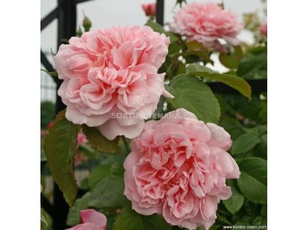 Роза Rose de Tolbiac (катереща) - серия Klettermaxe - Kordes - 1 брой - 3