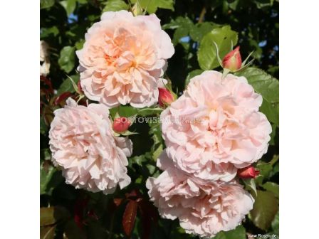 Роза Rose de Tolbiac (катереща) - серия Klettermaxe - Kordes - 1 брой - 7 - sortovisemena.bg Роза Rose de Tolbiac (катереща) - серия Klettermaxe - Kordes - 1 брой - 7