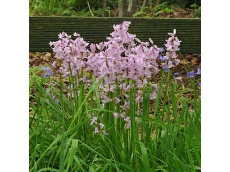 Лъжезюмбюл/ Hyacinthoides hispanica 'Rose Queen - 1 бр - 1