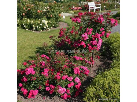 Роза Roxy ADR (миниатюрна роза), серия Lilliputs - Kordes - 1 брой - 7