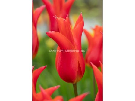 Лале lily-flowered Royal Charm - 1 бр.