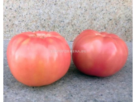 Семена домати Роял Пинк F1 - Розов -  Royal Pink F1 - 500 бр. семена - 2