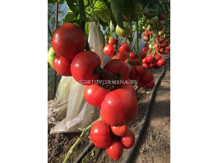 Семена домати Роял Пинк F1 - Розов -  Royal Pink F1 - 500 бр. семена - 4