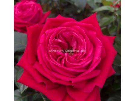 Роза Ruby Kiss (Хибридна роза) - серия Eleganza Antique - Kordes - 1 брой - 4