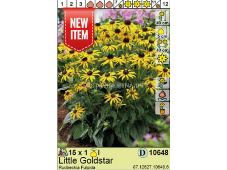 Рудбекия Little Goldstar/ Rudbeckia Fulgida - 1 брой