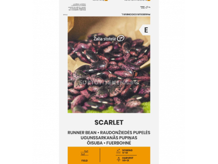 СК Фасул Скарлет RUNNER BEAN SCARLET