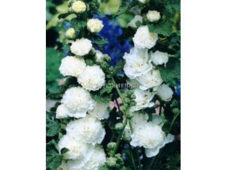 Ружа бяла - Alcea rosea white