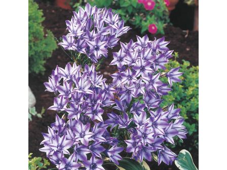 Трителея Rudy - 1 бр.