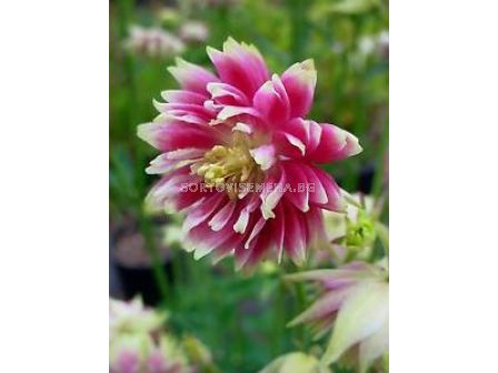 Аквилегия / Aquilegia Double Pink / 1 бр