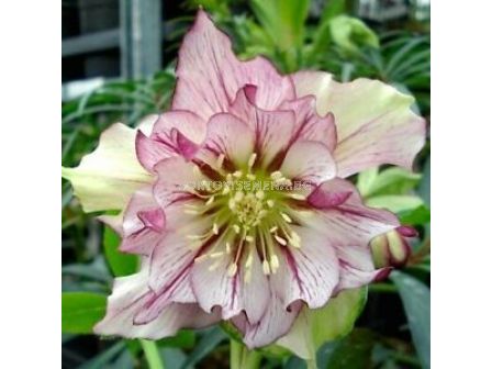 Кукуряк /Helleborus Double Ellen Picotee / 1 бр