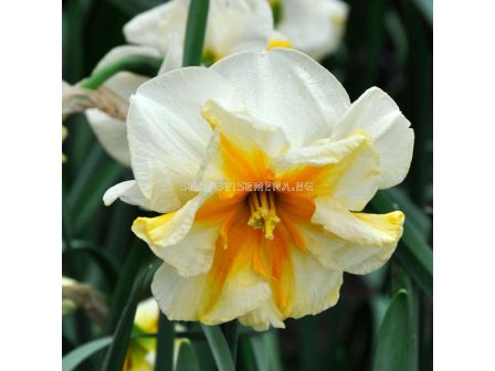 Нарцис  Delta) 1 оп - 5 бр