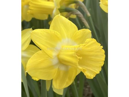 Нарцис/ TRUMPET NARCISSUS Sabatini - 1 бр.