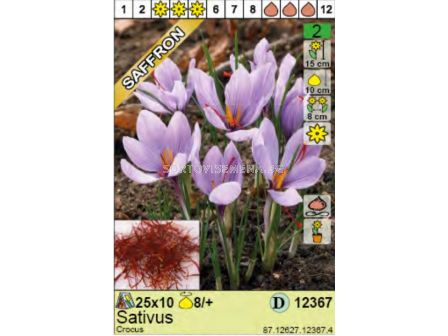 Шафран (Crocus sativus) 1 оп (10 бр) - 2