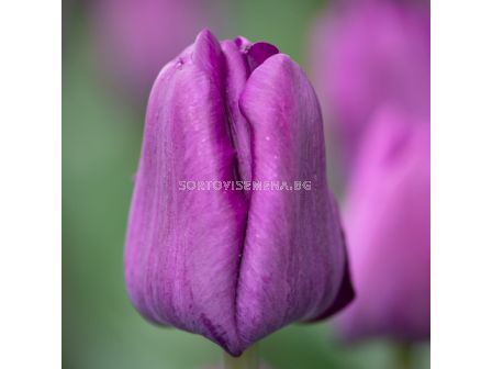 Лале /Tulip Saigon/ 11/12