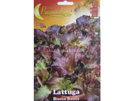 Салата (Lettuce) Biscia Rossa