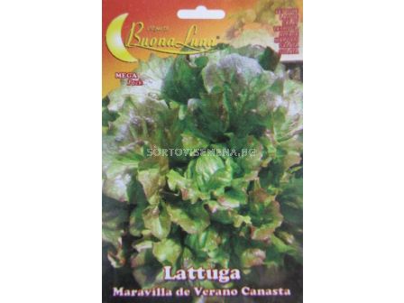 Семена Салата (Lettuce) Maravilla de Verano Canasta