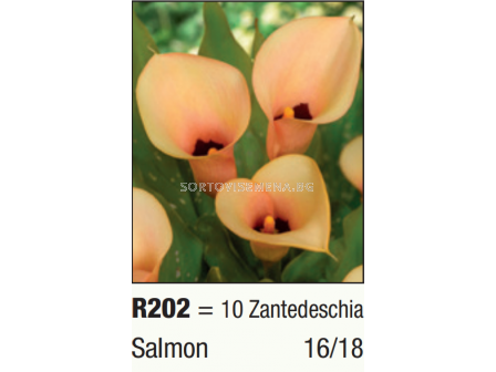 Кала  Salmon/ Zantedeschia - 1 бр.