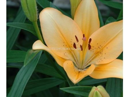 Лилиум азиатски цвят сьомга/ Lilium asiatic salmon