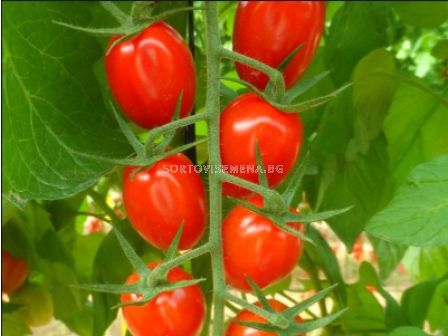 Семена чери домат Сантиплъм/ Santyplum F1 500 бр.с. 