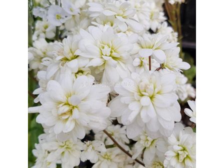 Саксифрага /Saxifraga granulata 'Flore Pleno'