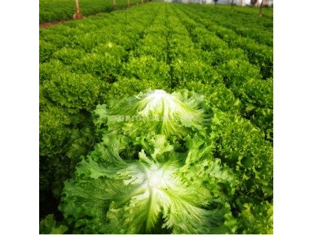 Семена Салата Канариоле - 5000сем (Пелетирана)