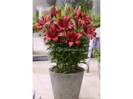 Лилиум asiatic Salinero 14/16 - 1 бр - sortovisemena.bg Лилиум asiatic Salinero 14/16 - 1 бр