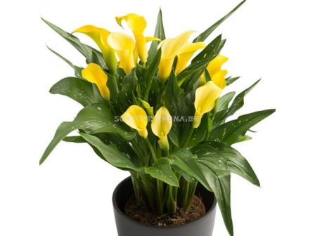 Кала Novi Sun - 1 бр.