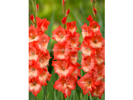 Гладиол Salmon Star/ large-flowered - 1 брой - sortovisemena.bg Гладиол Salmon Star/ large-flowered - 1 брой