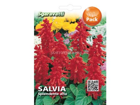 Семена Салвия - пламъче (високо)`SG
