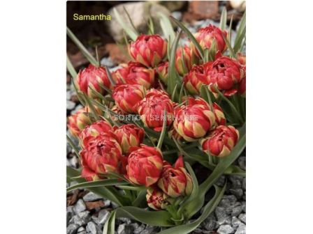 Лале miscellaneous humilis Samantha - 1 бр.