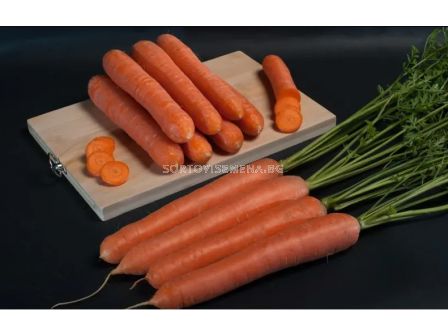 Семена моркови Санторин / SANTORIN F1 ZKI - 100 000 семена