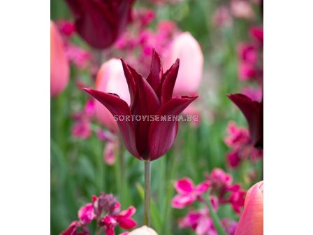 Лале/ Tulip lily-flowered Sarah Raven - 1 бр.