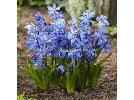 Синчец /Scilla Spring Beauty/ 1 бр