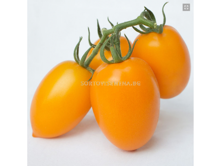 Семена Жълт домат KS 1430 - 2