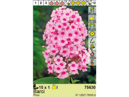 Флокс Barci/  Phlox - 1 брой