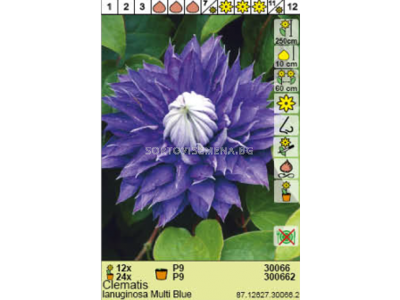 Клематис (Clematis) Lanuginosa Multi Blue