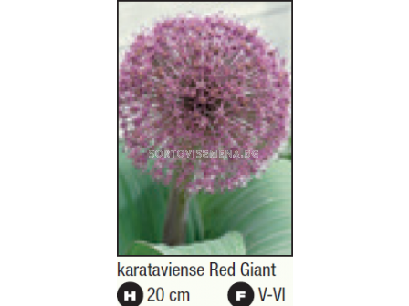 Декоративен лук karataviense Red Giant Star - 1 бр. - 2