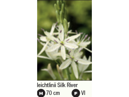 Камасия/ Camassia 'Silk River - 1 бр. - 2