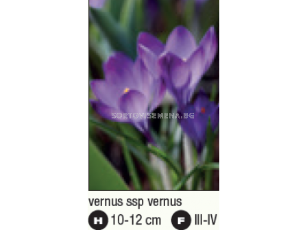 Минзухар/ Crocus vernus ssp vernus - 1 бр. - 2