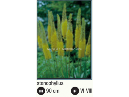 Еремурус Стенофилус /Eremurus stenophyllus/ - 1 брой