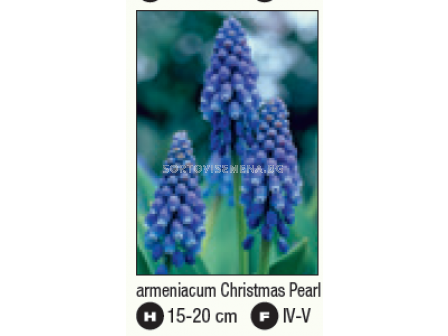 Мускари/ Muscari armeniacum 'Christmas Pearl - 1 бр. - 1