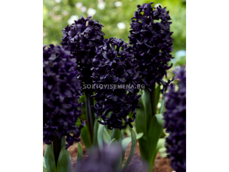 Зюмбюл/ Hyacinths orientalis 'Midnight Sky - 1 бр. - 1