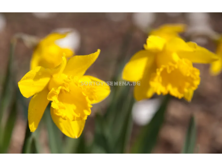 Нарцис/ Narcissi trumpet Mando -  1 бр.