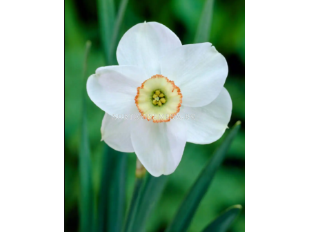 Нарцис/ Narcissi small-cupped Dreamlight - 1 бр.
